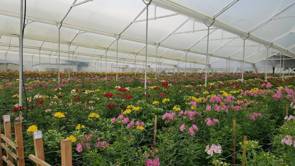 Meet our Farms